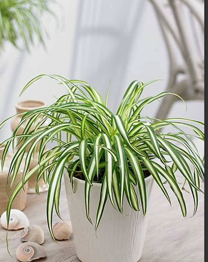 Spider Plant